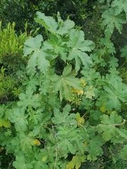 Malva preissiana