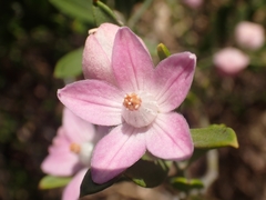 Eriostemon australasius