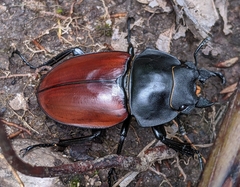 Lucanidae