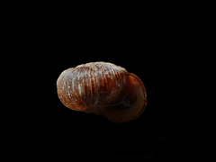 Allodiscus dimorphus