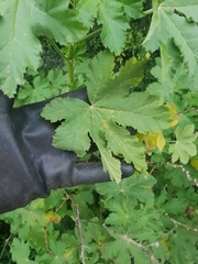 Malva preissiana