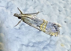 Euchromius