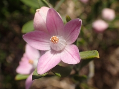 Eriostemon australasius