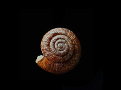 Allodiscus dimorphus