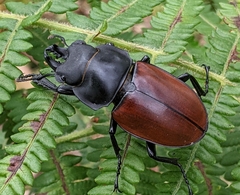 Lucanidae