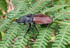 Lucanidae