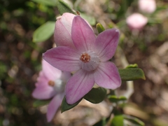 Eriostemon australasius