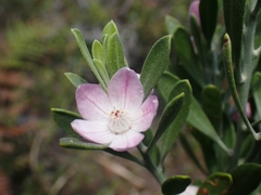 Eriostemon australasius