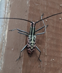 Macrochenus isabellinus