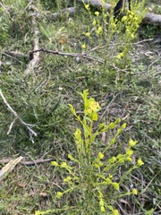 Pimelea flava