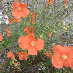 Papaver armeniacum