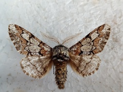 Biston strataria