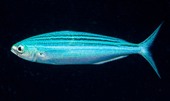 Caesio striata