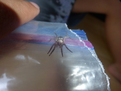 Scotophaeus blackwalli