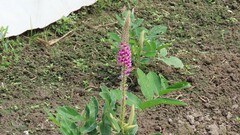 Uraria crinita