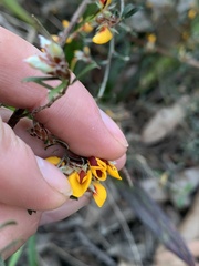 Pultenaea paleacea
