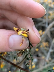 Pultenaea paleacea