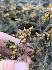 Pultenaea paleacea