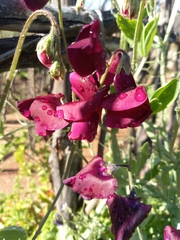 Lathyrus odoratus