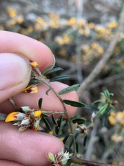 Pultenaea paleacea
