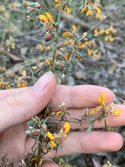 Pultenaea paleacea