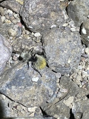 Dasymutilla magna