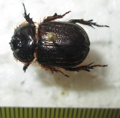 Syrichthodontus cribratus