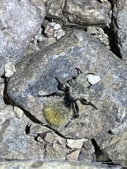Dasymutilla magna