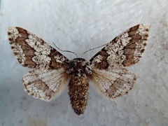 Biston strataria