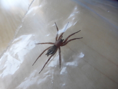 Scotophaeus blackwalli