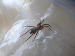 Scotophaeus blackwalli