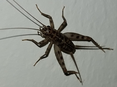 Gryllomorpha dalmatina
