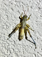 Melanoplus lakinus