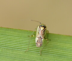 Miridae