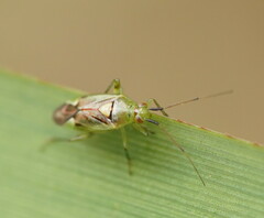 Miridae