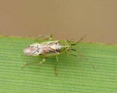 Miridae