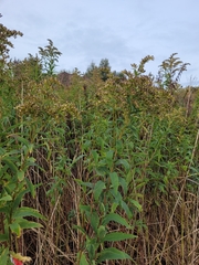 Solidago canadensis