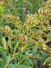Solidago canadensis