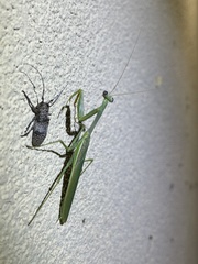 Mantodea