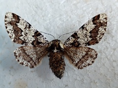 Biston strataria
