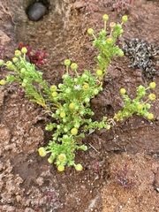 Kippistia suaedifolia