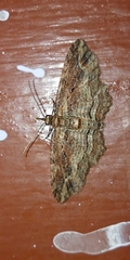Chloroclystis filata