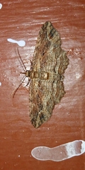 Chloroclystis filata