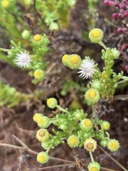 Kippistia suaedifolia