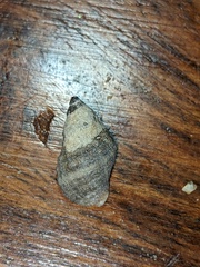 Agnewia tritoniformis