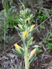 Echeveria platyphylla
