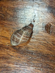 Agnewia tritoniformis