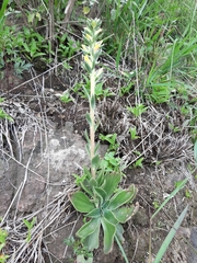 Echeveria platyphylla