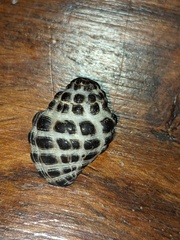 Tenguella marginalba