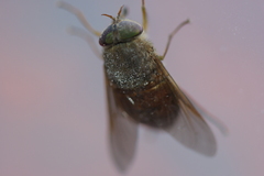 Scaptia abdominalis